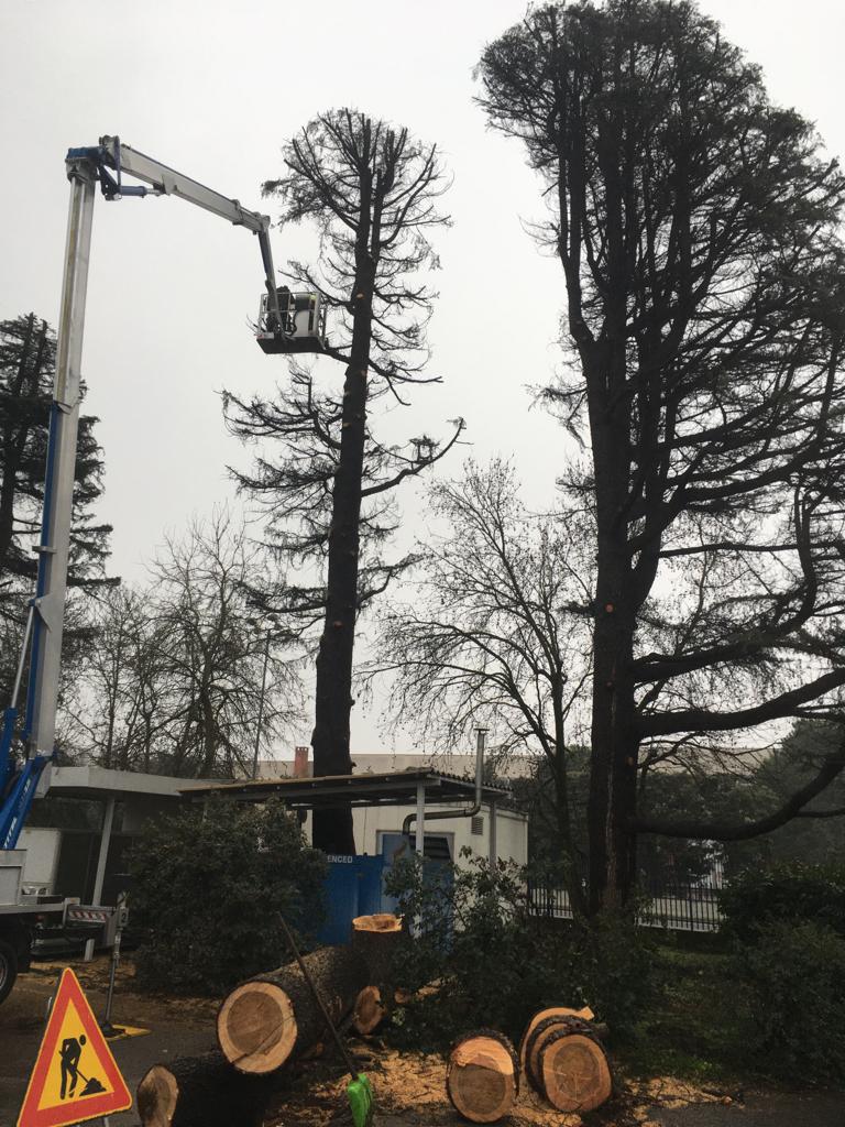 Potatura in con piattaforma a Pavia