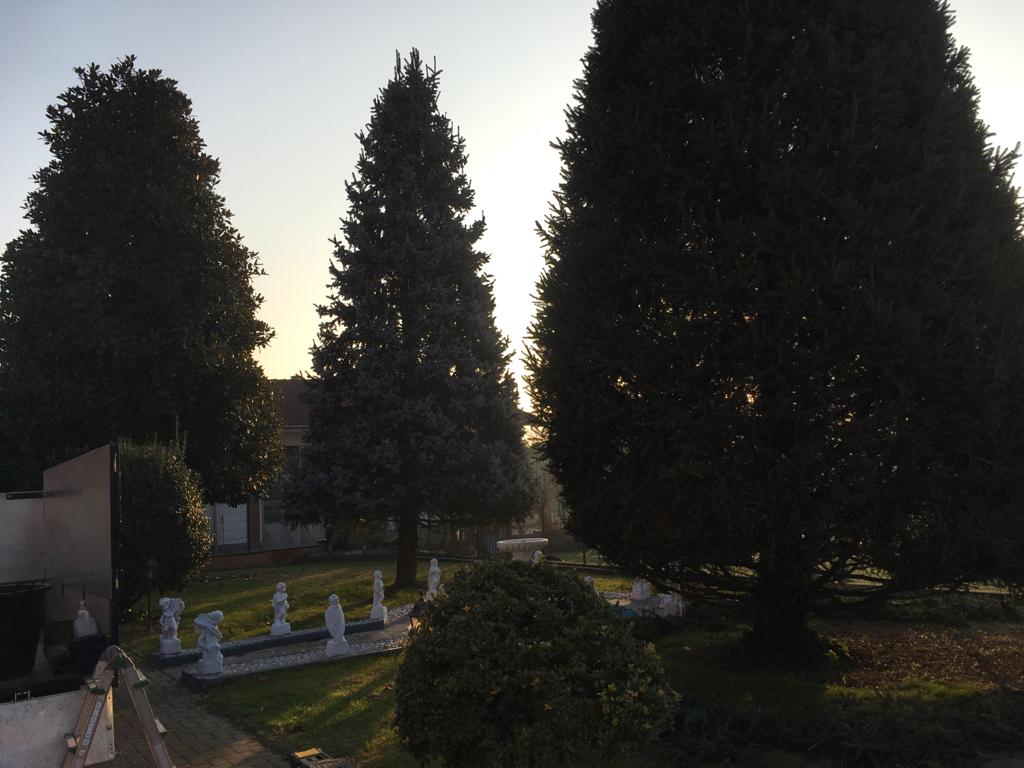 Potatura in giardino privato a Pavia e manutenzione vialetto